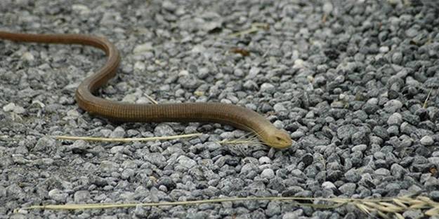 Binlercesi yılan sanılarak öldürülüyor