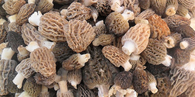 Bir adet kuzu göbeği mantarı bir kilo ete eş değer!