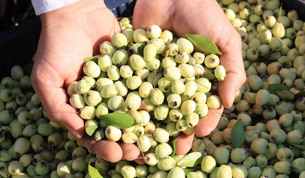 Bir ağaç 200 kilo meyve veriyor! Hem sağlıklı hem lezzetli