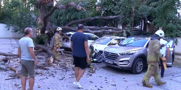 Bir ağaç 51 daireyi icralık yaptı!