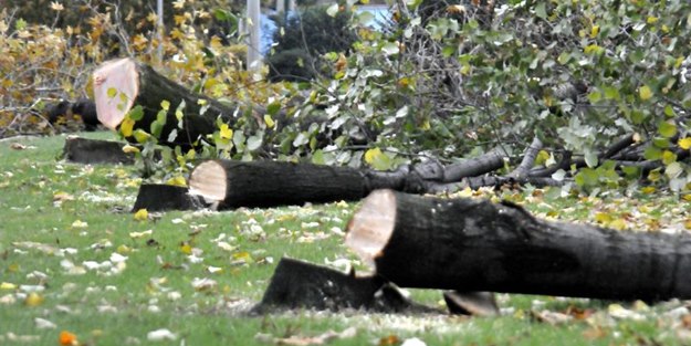 Bir ağaç kesti, 30 fidan dikecek