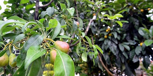 Bir ağaçta 7 çeşit meyve olur mu?