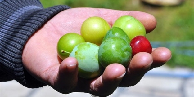 Bir ağaçtan yedi meyve topladı!