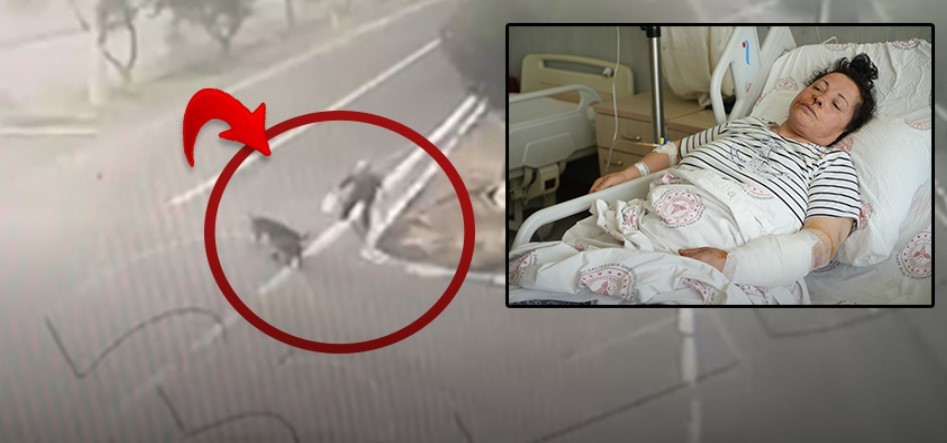 Yine başıboş köpek dehşeti! Suç kadında köpekten izin almalıydı geçerken