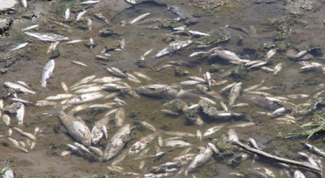 Bir anda hepsi ölmeye başladı! Yetkililer harekete geçti