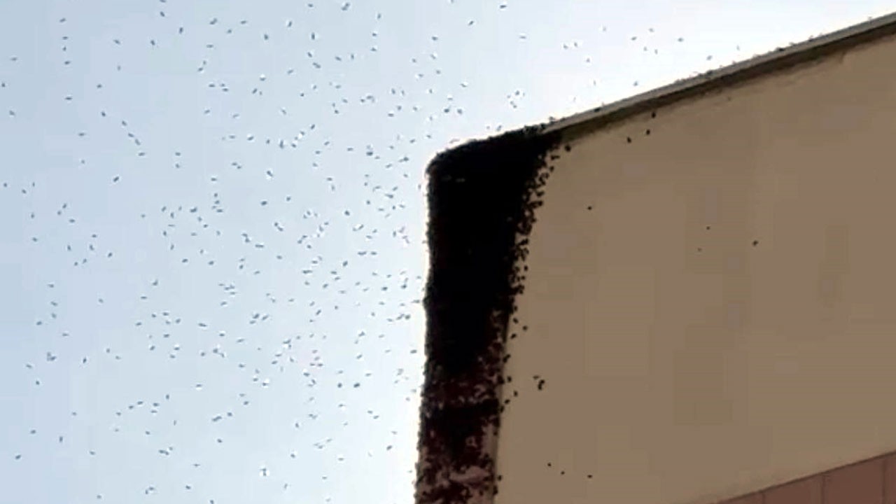 Bir anda ortalık karıştı! Oğul veren arılar ortalığı karıştırdı