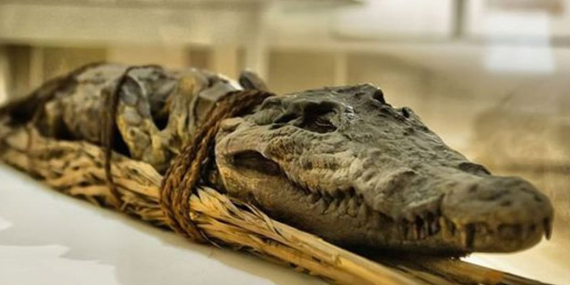 Bir antik Mısır mezarında binlerce yıllık 10 mumyalanmış oldukça devasa timsah keşfedildi! Bölge sakinleri şaşkın