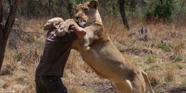 Aslan saldırısından kurtulmanın yolları