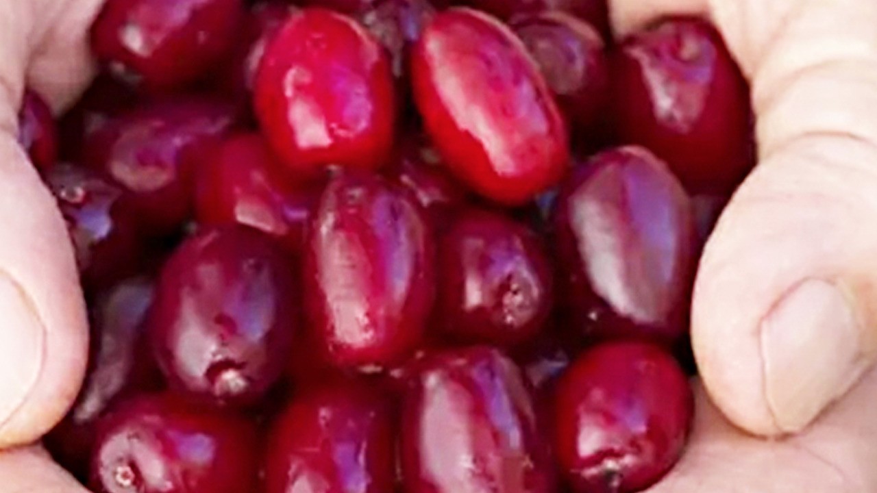 Bir avuç tüketmek bile yağ yakımına yardımcı oluyor! Antioksidan deposu: Tüm engelleri aşıyor