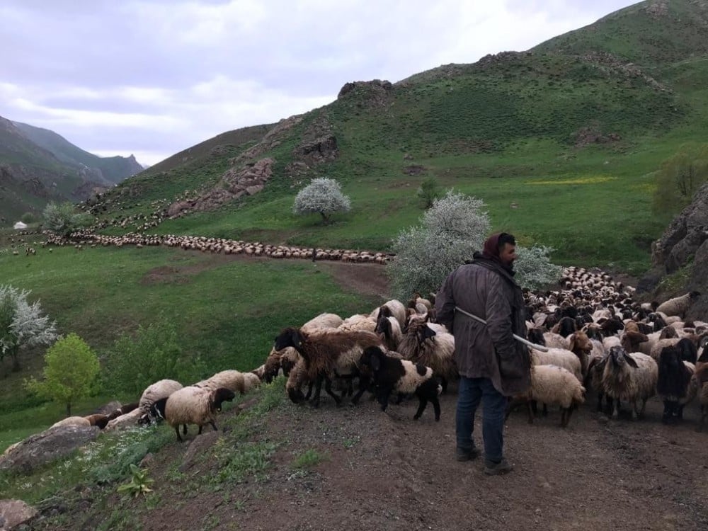 Bir aydır yürüyen göçerler yaylalara ulaştı 