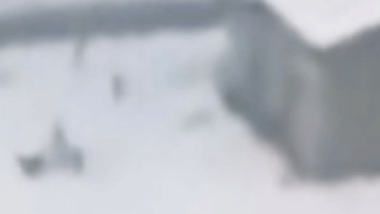 Bir başıboş köpek faciası daha!