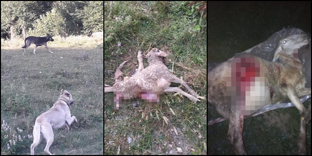 Bir başıboş köpek saldırısı daha! Tellerle çevrili alana girip koyunları parçaladılar