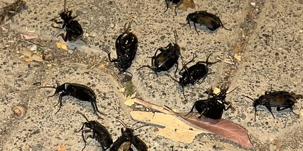 Bir bu eksikti! Deprem sonrası böcek istilası