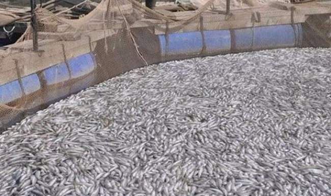 Bir buçuk milyon alabalığın telef olduğu iddiası