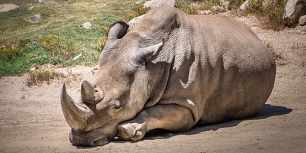Bir canlı türü daha yok oldu!