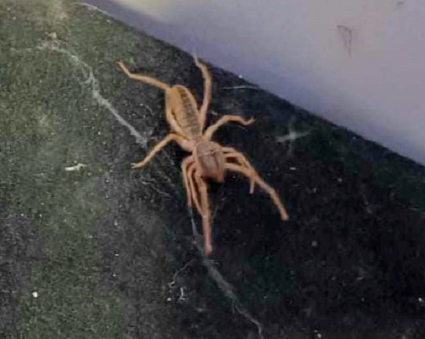 Bir damla zehri bile yetiyor! Tehlikeli böcek o ilde görüldü