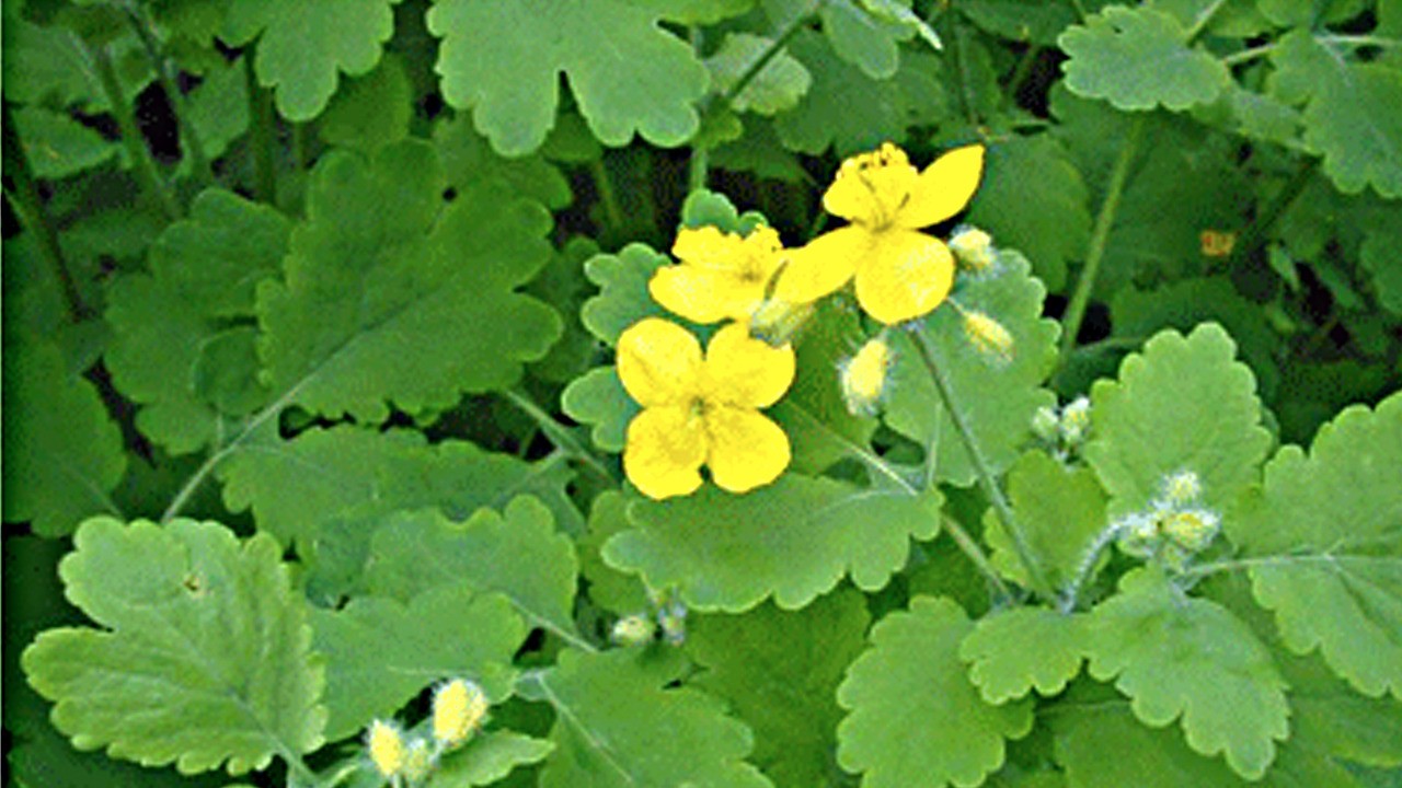 Bir damlası bile göz hastalıklarına çok iyi geliyor! Yanlış duymadınız 2 litre!