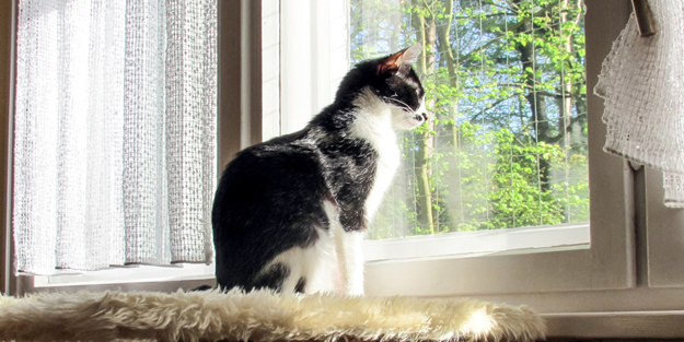 Bir de nankör derler: Kedilerin, evdeki diğer canlıların ölümüne yas tuttuğu ortaya çıktı