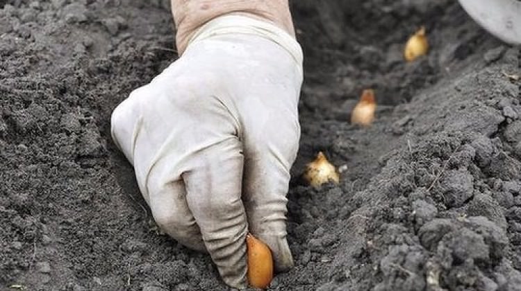 Bir diş sarımsağı toprağa gömün ve bekleyin