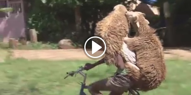 Bir eliyle bisikleti sürüyor, diğer eliyle...