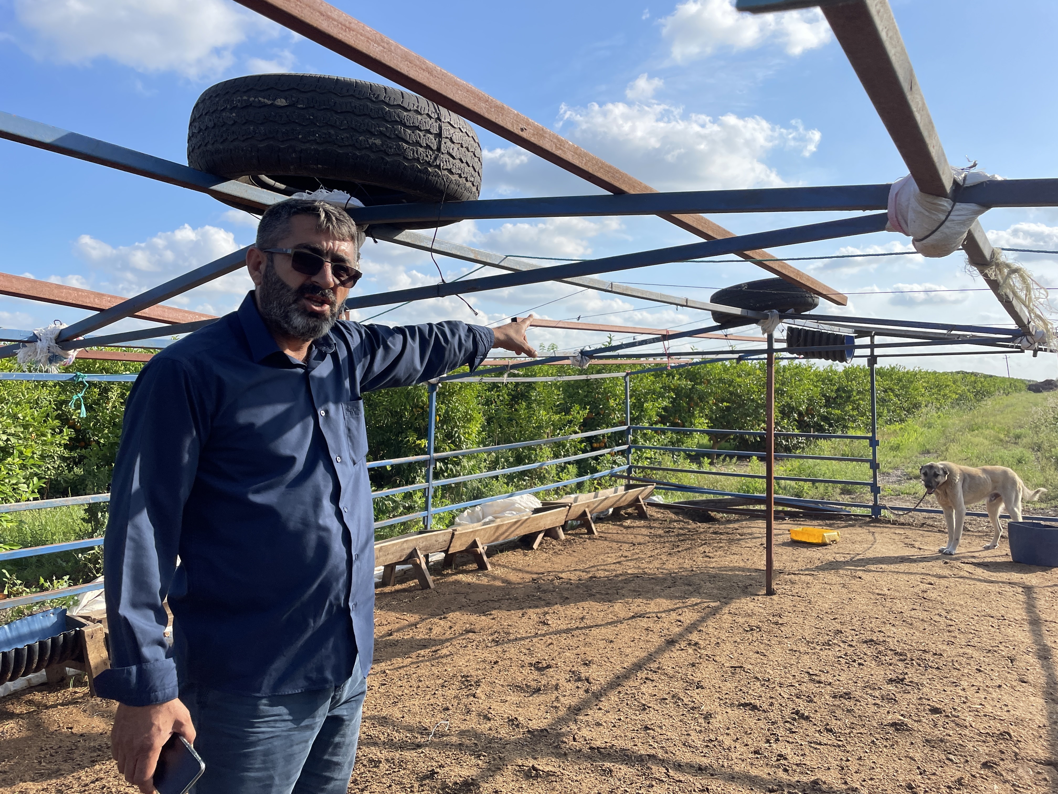 Bir garip hırsızlık! Bakın kurbanlık koyunları nasıl çaldılar