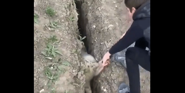 Bir garip koyun kurtarma operasyonu! Sevinsek mi? Üzülsek mi?