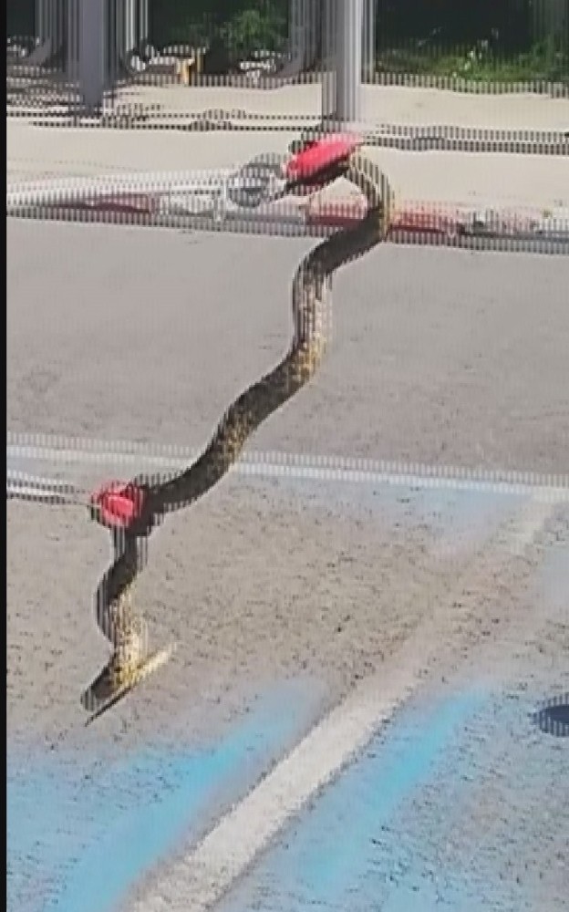 Bir günde iki yılan operasyonu 
