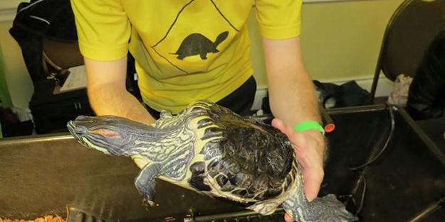 Bir hayvana bu nasıl yapılır? - FOTO