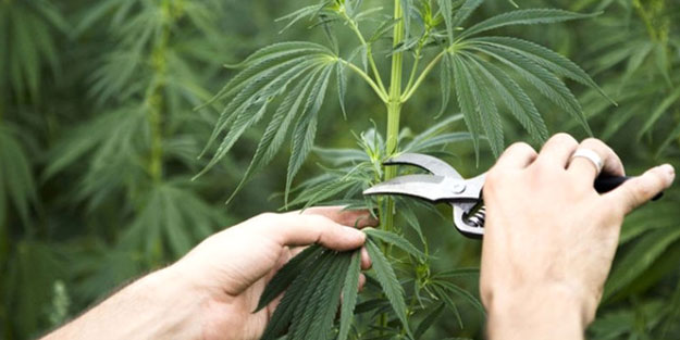 Bir il daha kenevir üretmek istiyor
