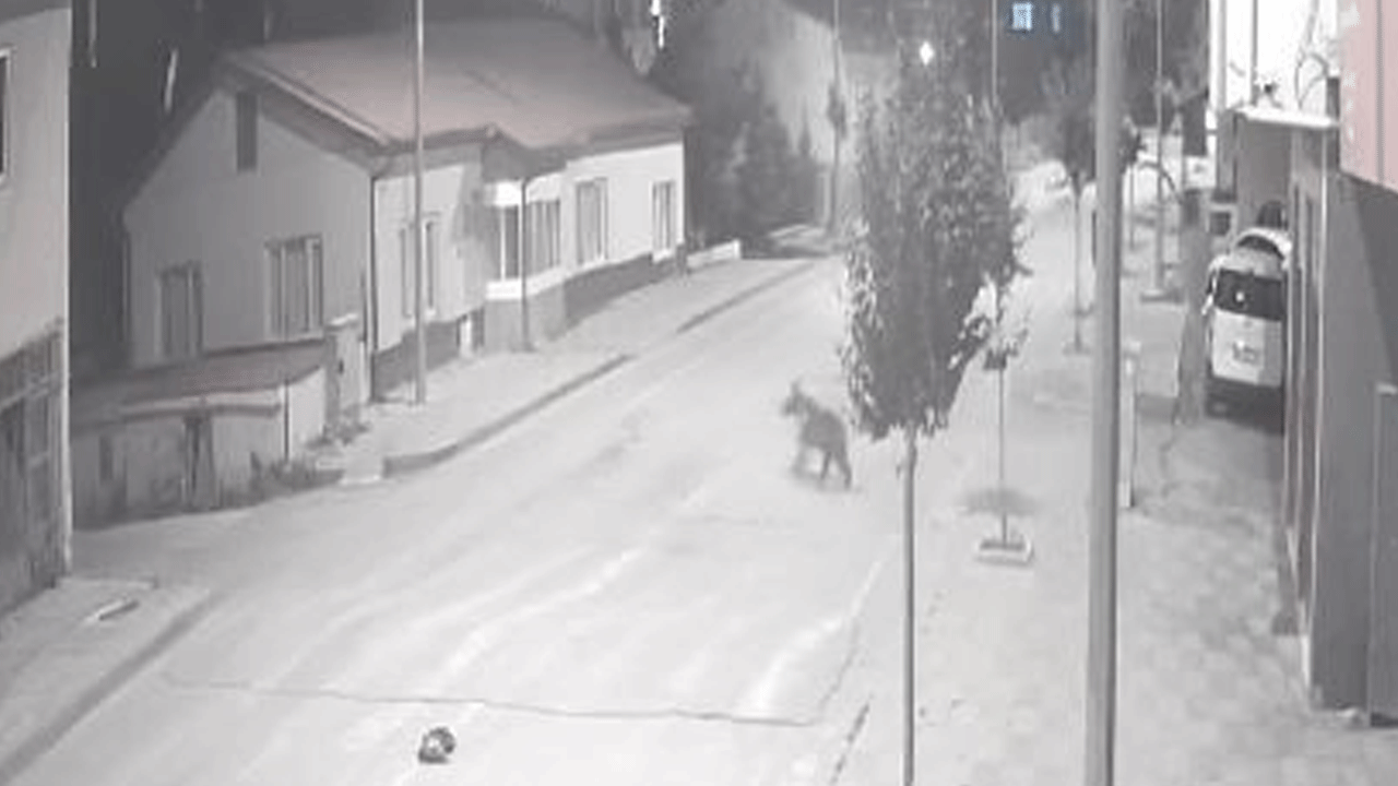Bir ilçe diken üstünde: Ayılar sokakları mesken tuttu!