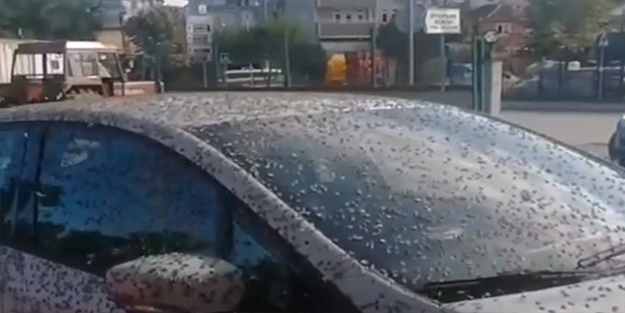Bir ilçeyi kelebekler istila etti