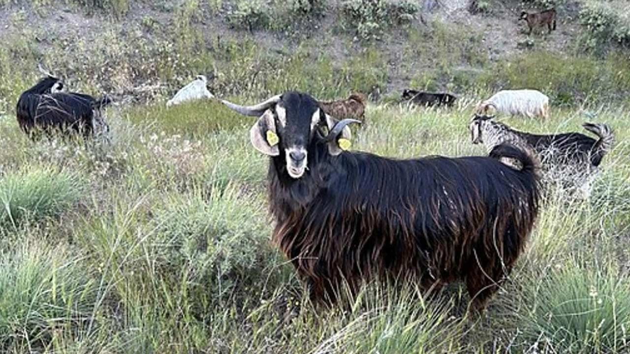 Bir ilde brusella alarmı verildi! Karantina uygulanacak