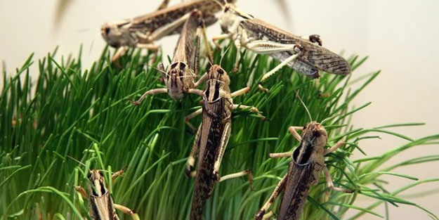 O ilde çekirge istilası yaşanıyor: İsyan ettiren görüntü