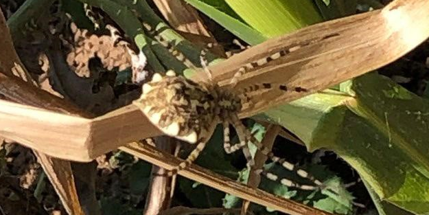 Bir ilde daha ortaya çıktı! Bu örümcek özelliğini duyanları ürkütüyor!