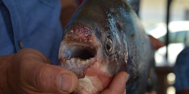 Bir ilde daha pirana yakalandı