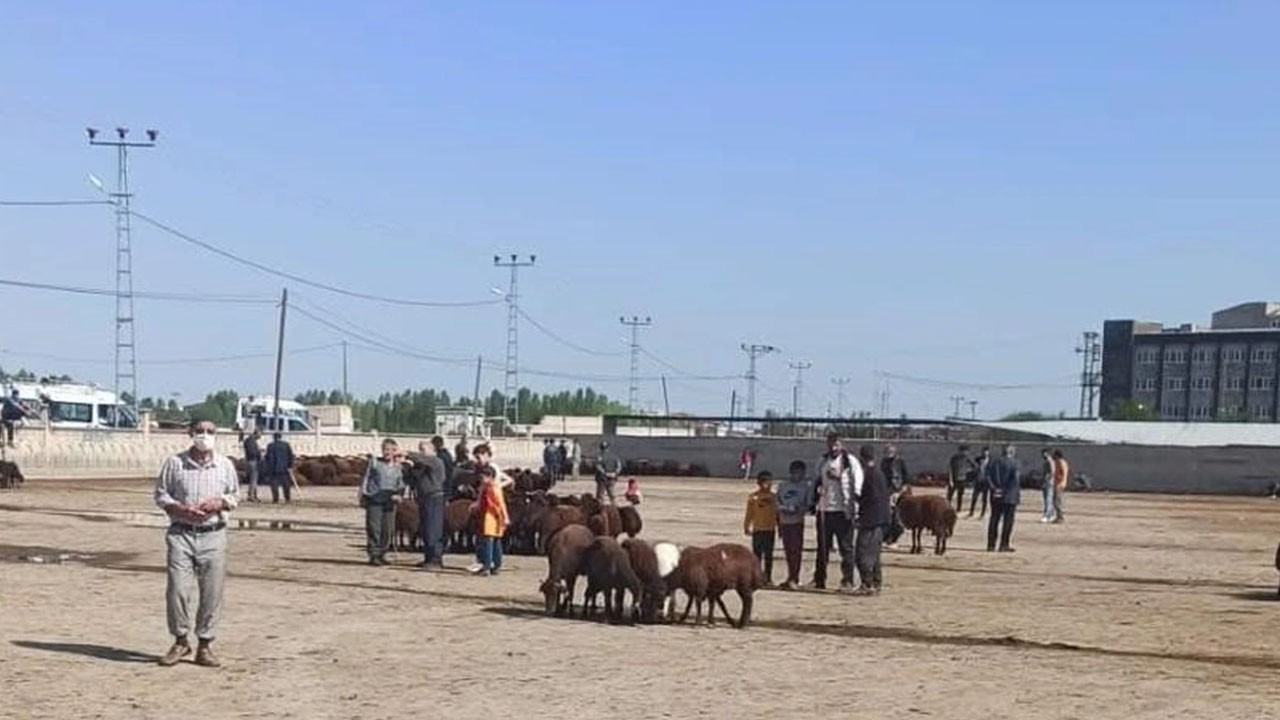 Bir ilde daha şap hastalığı alarmı: Geri döndü! Hayvan pazarı kapatıldı! Kötü haber geldi