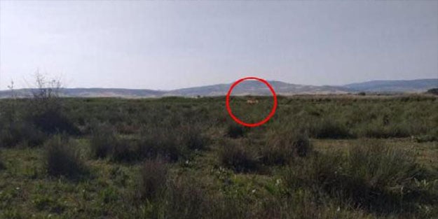Bir ilimizde aslan paniği! Büyükbaşları parçaladı