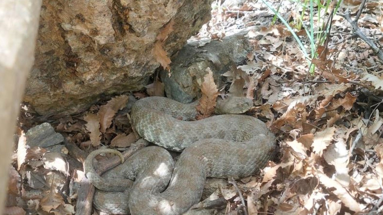 Bir ilimizde daha engerek görüldü! Tek ısırığı öldürmeye yetiyor