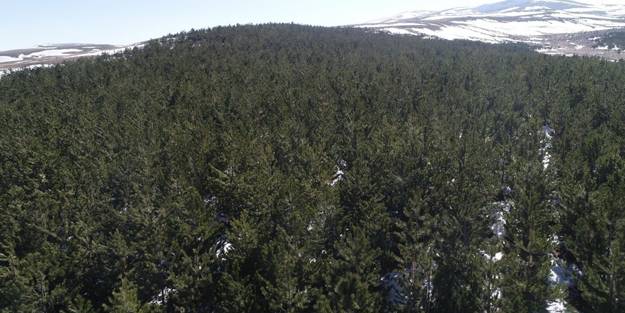 Bir ilimizde daha ormanlık alana giriş yasaklandı!