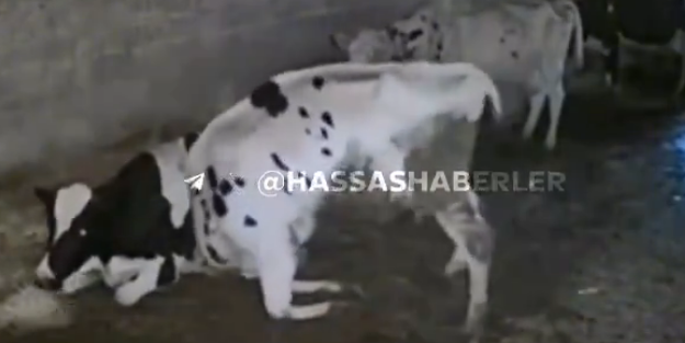 Bir inek, diğer ineği böyle öldürdü! Görüntüyü izleyen sahibi ne olduğuna anlam veremedi