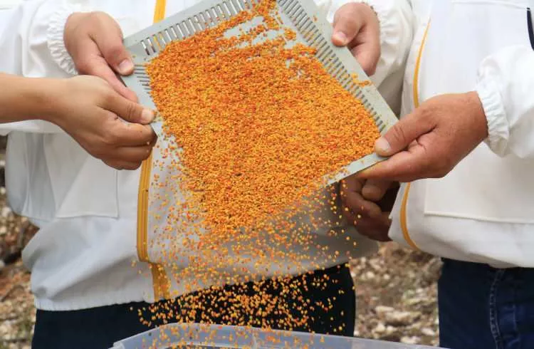 Bir insan sadece bunu yiyerek yaşayabilir! Fiyatı cep yakıyor