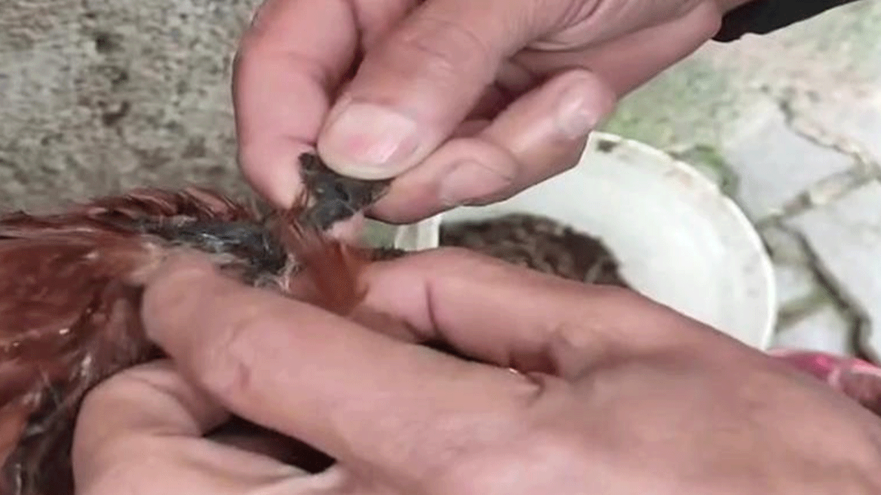 Bir insan tavuğa bunu niye yapar?