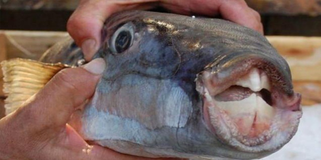 Bır ısırışta demiri koparıyor! Balon balığı karada da tehdit!