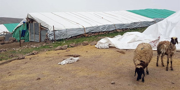 Bir kedi 14 koyunu telef etti