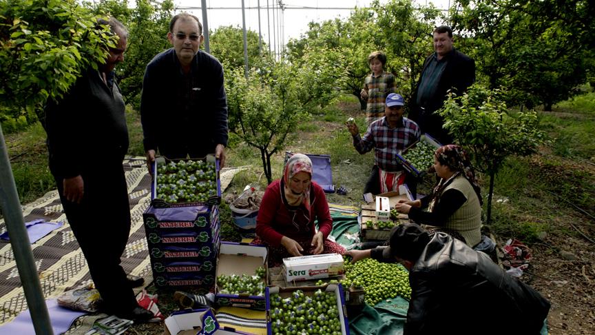 Bir kilo erik 300 liradan satıldı