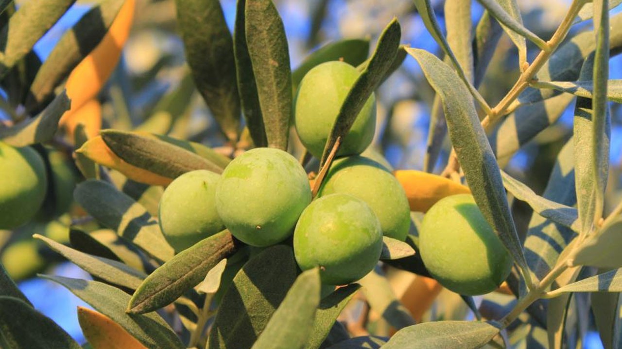 Bir kilo zeytin için 6798 litre suya ihtiyaç var