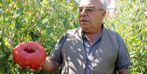 Bir kiloluk domatesler elde kaldı