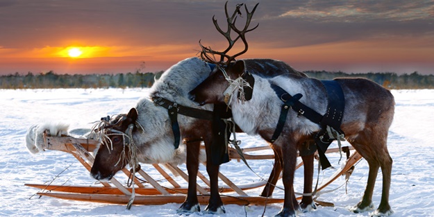 Bir kış masalı: Lapland