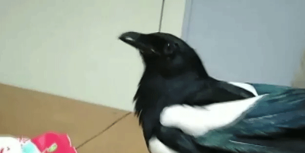 Bir konuştu, sosyal medyada fenomen oldu! İşte Karga Şakir…