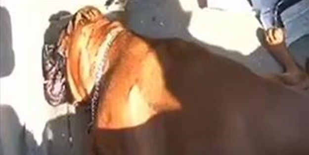 Bir köpeğe bu yapılır mı?